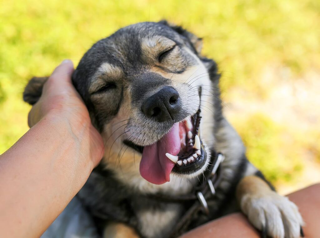 Pet-Friendly Campus