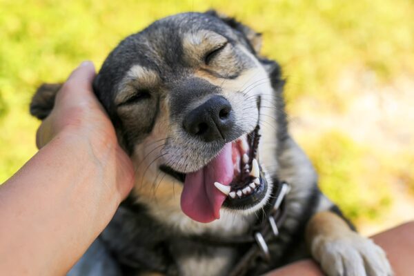 Pet-Friendly Campus Pet-Friendly Campus